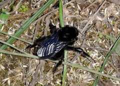 Bombus pauloensis