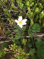 Pulsatilla alpina
