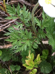Pulsatilla alpina
