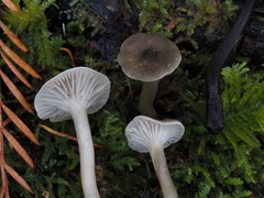 Spodocybe trulliformis