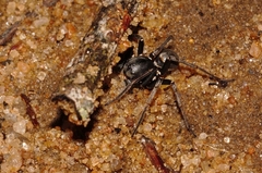 Hermippus loricatus
