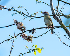 Cyclarhis gujanensis insularis
