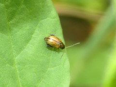 Longitarsus pellucidus