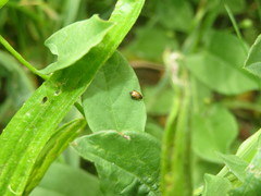 Longitarsus pellucidus