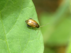 Longitarsus pellucidus