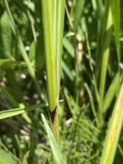Carex trichocarpa