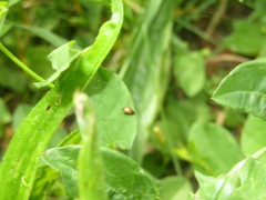 Longitarsus pellucidus
