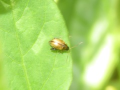 Longitarsus pellucidus