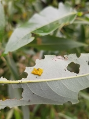 Chrysomela confluens