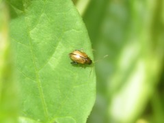 Longitarsus pellucidus