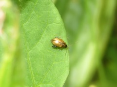 Longitarsus pellucidus
