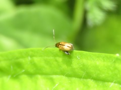 Longitarsus pellucidus