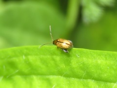 Longitarsus pellucidus