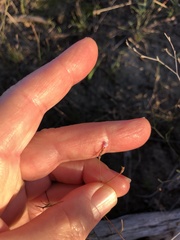 Limonium anthericoides