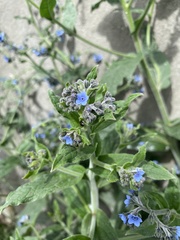 Cynoglossum amabile