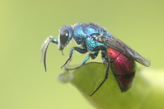 Chrysis comparata