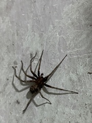 Agelenidae