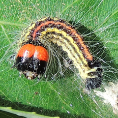 Acronicta radcliffei