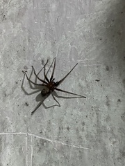 Agelenidae