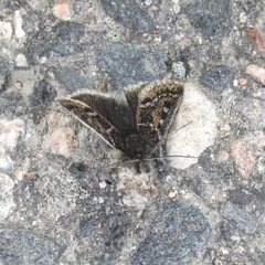 Metaxmeste schrankiana