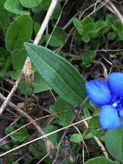 Gentiana verna