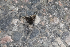 Metaxmeste schrankiana