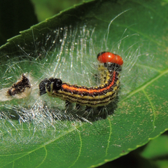 Acronicta radcliffei