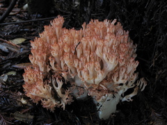 Ramaria botrytis