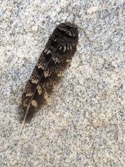 Phalaenoptilus nuttallii