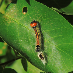 Acronicta radcliffei