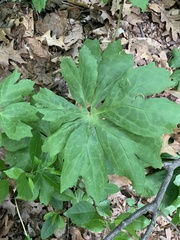 Podophyllum peltatum
