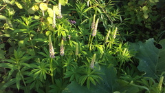 Lupinus polyphyllus