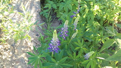Lupinus polyphyllus
