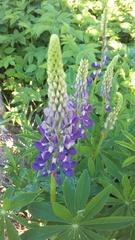 Lupinus polyphyllus
