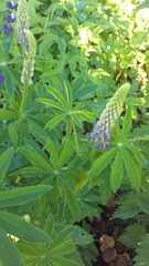 Lupinus polyphyllus