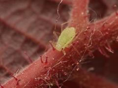 Corylobium avellanae