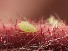 Corylobium avellanae