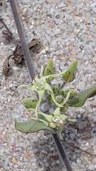 Oxypetalum tomentosum