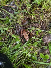 Lithobates sylvaticus image