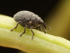 Ceutorhynchus constrictus