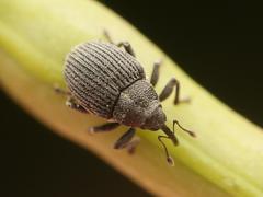 Ceutorhynchus constrictus