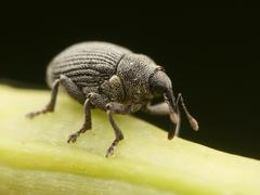 Ceutorhynchus constrictus