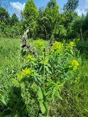 Salvia dumetorum