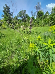 Salvia dumetorum