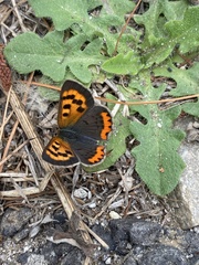 Lycaena phlaeas