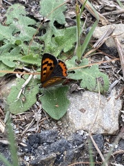Lycaena phlaeas