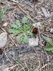 Lycaena phlaeas