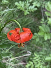 Lilium carniolicum