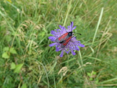 Zygaena purpuralis