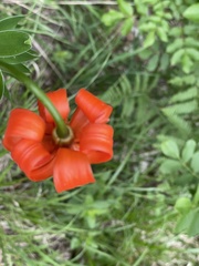 Lilium carniolicum